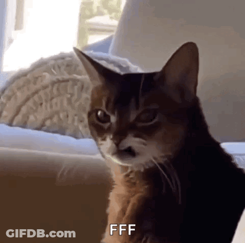 Cat With Mustache Sitting On Couch Making Face GIF