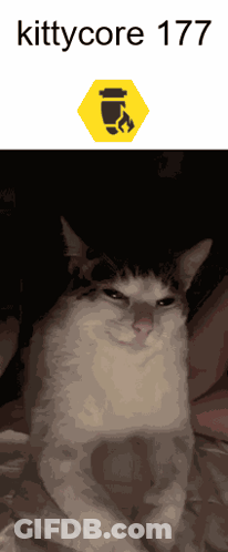 Cat With Name Kittycore 177 GIF