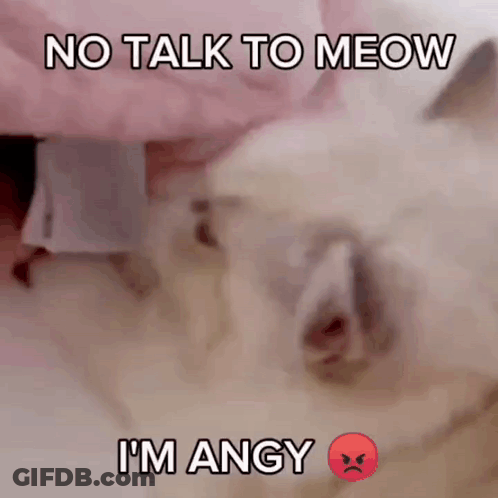 Cat With No Talk To Meow I'm Angy GIF
