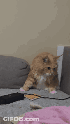 Cat With Oh Lawd She's Coming GIF