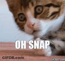 Cat With Oh Snap Text GIF