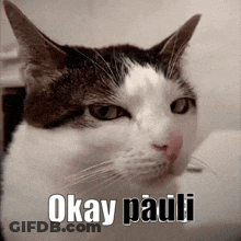 Cat With Okay Pauli On Face GIF