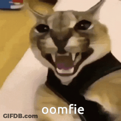 Cat With Oomfie GIF