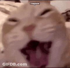 Cat With Open Mouth And Imagine Text GIF