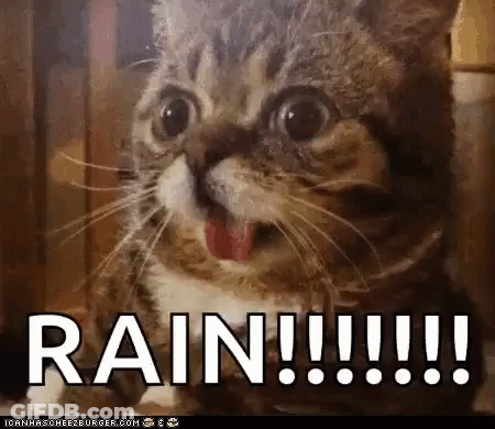 Cat With Open Mouth And Rain Text GIF