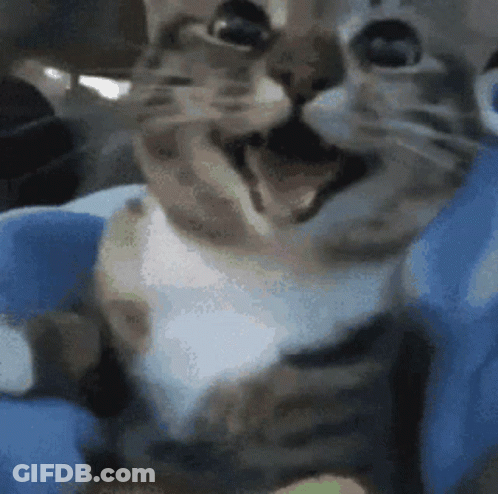Cat With Open Mouth On Blue Chair GIF
