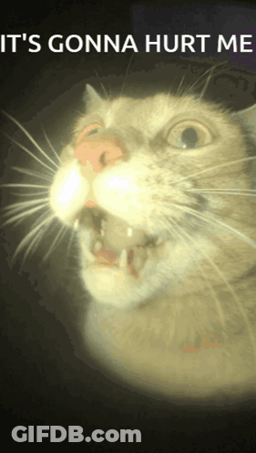 Cat With Open Mouth Saying It Gonna Hurt Me GIF