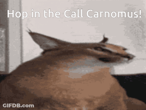 Cat With Open Mouth Showing Teeth GIF