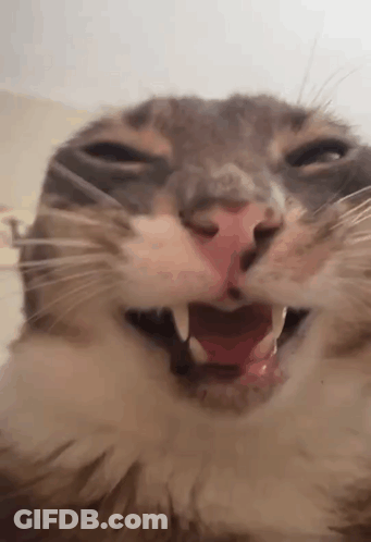Cat With Open Mouth Showing Teeth GIF