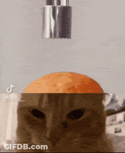Cat With Orange On Head Sprayed By Faucet GIF