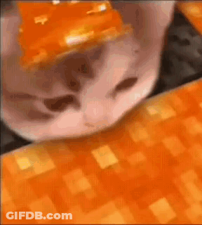 Cat With Orange Paper On Head GIF