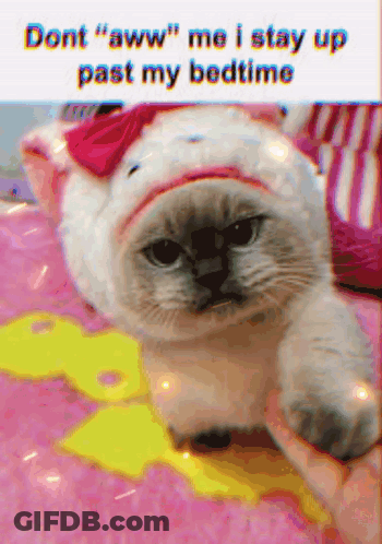 Cat With Pink Bow Being Held On Bed GIF