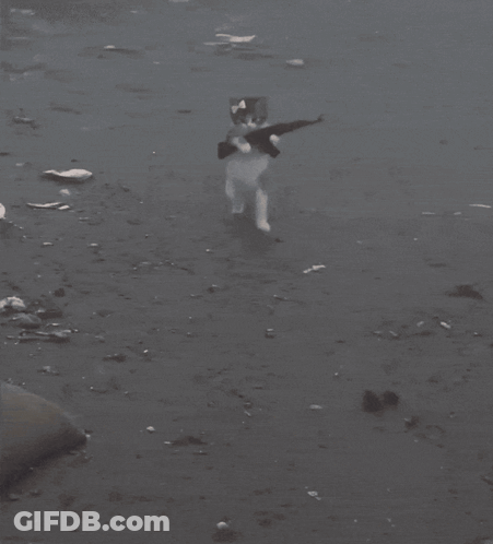 Cat With Pink Bow Playing With Another Cat GIF