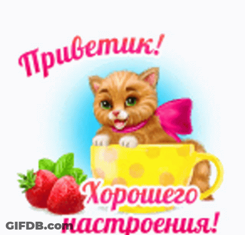Cat With Pink Bow Sitting In Yellow Cup With Strawberries GIF