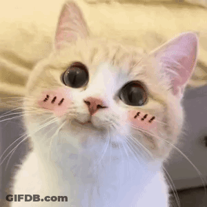 Cat With Pink Cheek And Pink Nose Close Up GIF