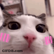 Cat With Pink Cheeks And Pink Sticker GIF