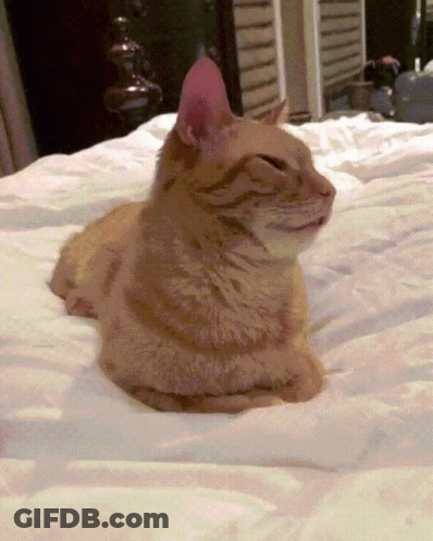 Cat With Pink Ear Laying On Bed GIF