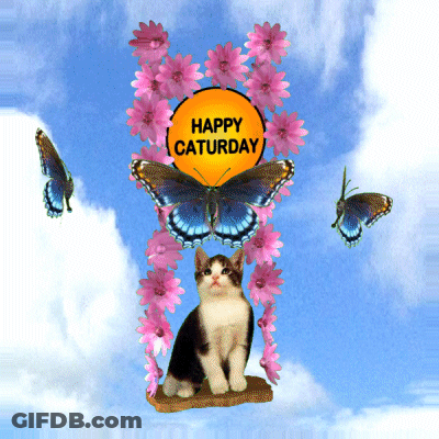 Cat With Pink Flowers And Butterflies Happy Saturday Sign GIF