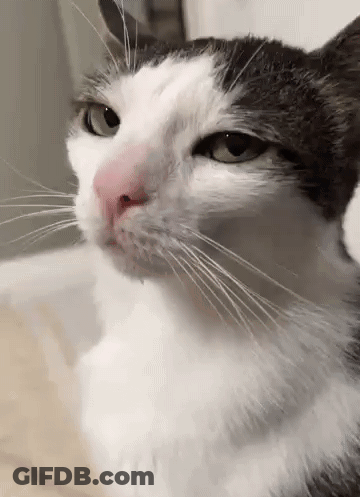 Cat With Pink Nose And Green Eyes GIF