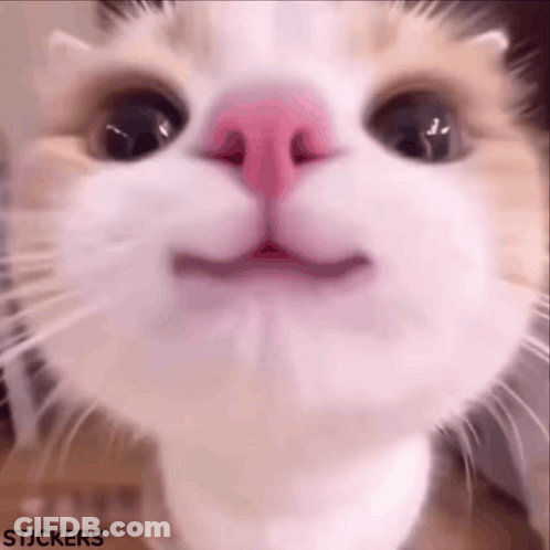 Cat With Pink Nose Looking At Camera GIF