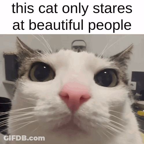 Cat With Pink Nose Stares At Beautiful People GIF