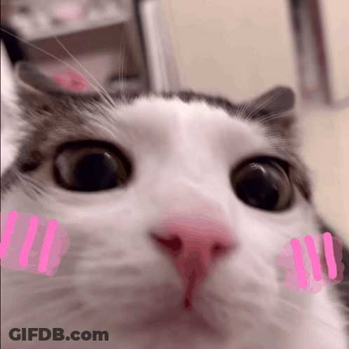 Cat With Pink Sticker On Face GIF