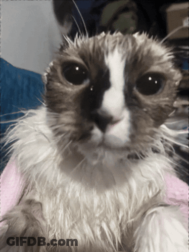 Cat With Pink Towel On Head GIF