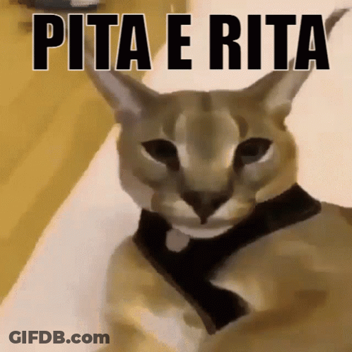 Cat With Pita E Rita GIF