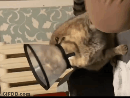 Cat With Plastic Cone Being Petted GIF