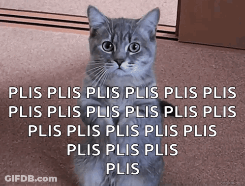 Cat With Plis Plis Plis Caption GIF
