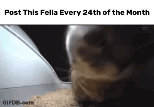 Cat With Post This Fella Text GIF