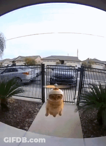 Cat With Propeller Hat Flying GIF