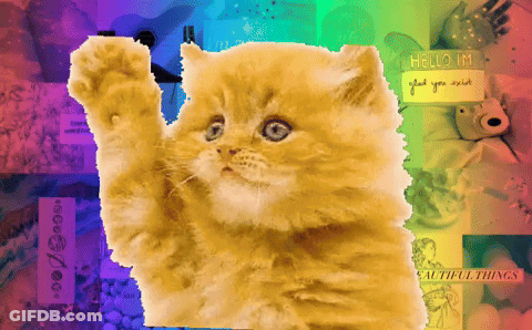 Cat With Rainbow Background And Hello I'm Sign GIF