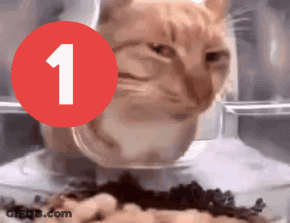Cat With Red Circle Number 1 GIF