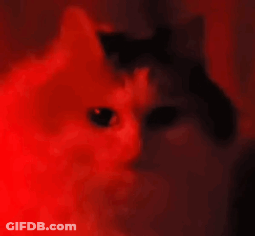 Cat With Red Eyes In Dark Room GIF