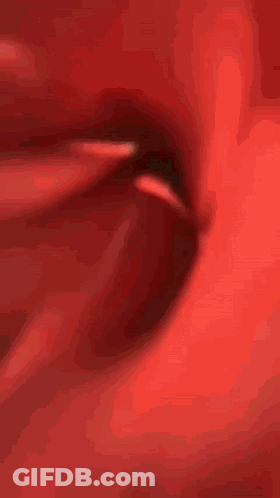 Cat With Red Rose On Head GIF