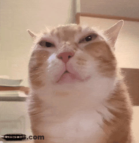 Cat With Serious Look GIF