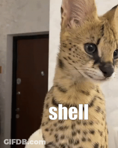 Cat With Shell Word GIF