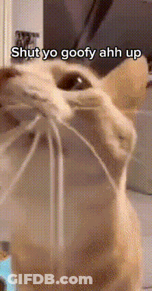 Cat With Shut Up Text GIF
