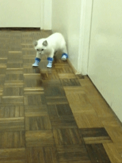 Cat With Socks Walking Weird GIF