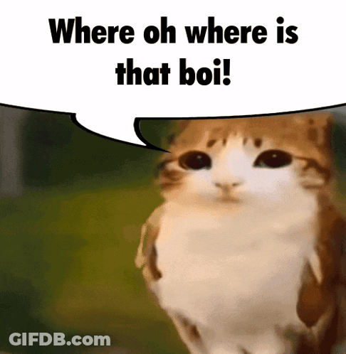 Cat With Speech Bubble Where Oh Where Is That Boi GIF