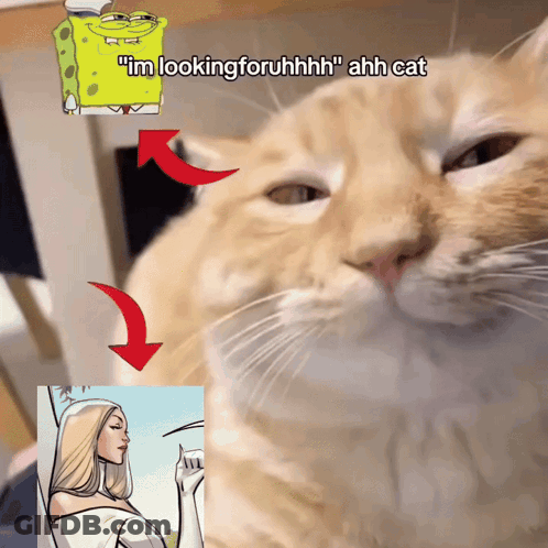 Cat With SpongeBob Sticker Saying I'm Looking Foruhhh GIF