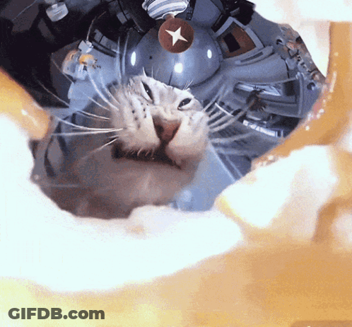 Cat With Star On Nose GIF