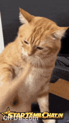 Cat With Star TamilChat.in Logo GIF