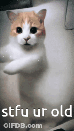 Cat With Stfu Ur Old GIF