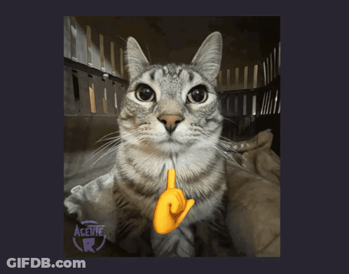 Cat With Sticker Agenie R GIF