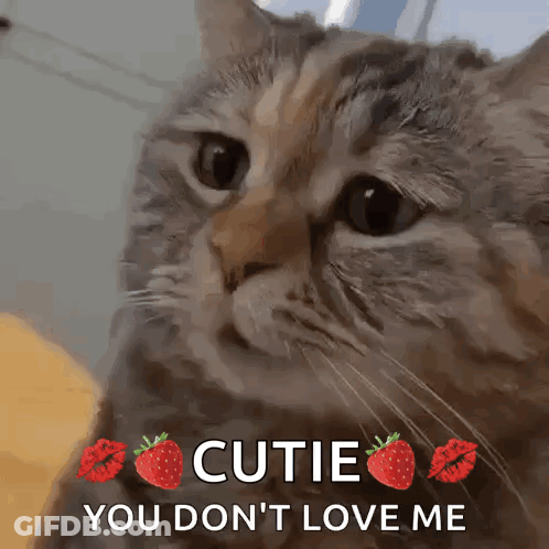 Cat With Strawberry Kisses Saying Cutie You Don't Love Me GIF