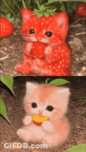 Cat With Strawberry On Head Eating Fruit GIF