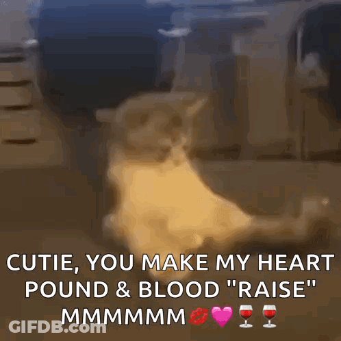 Cat With Text Cutie You Make My Heart Pound & Blood Raise GIF