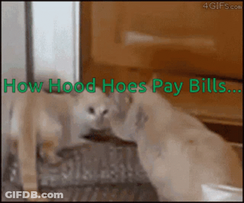 Cat With Text How Hood Hoes Pay Bills GIF